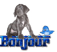 Gif bonjour chien oiseau